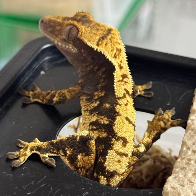 노멀 트라이 화이트포트홀 100%헷아잔틱