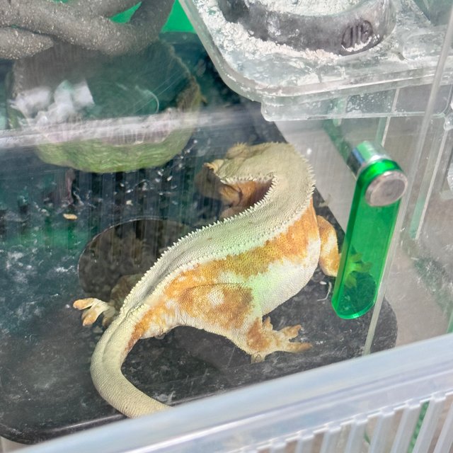 릴리화이트 드리피 텐저린 크림시클 옐로우