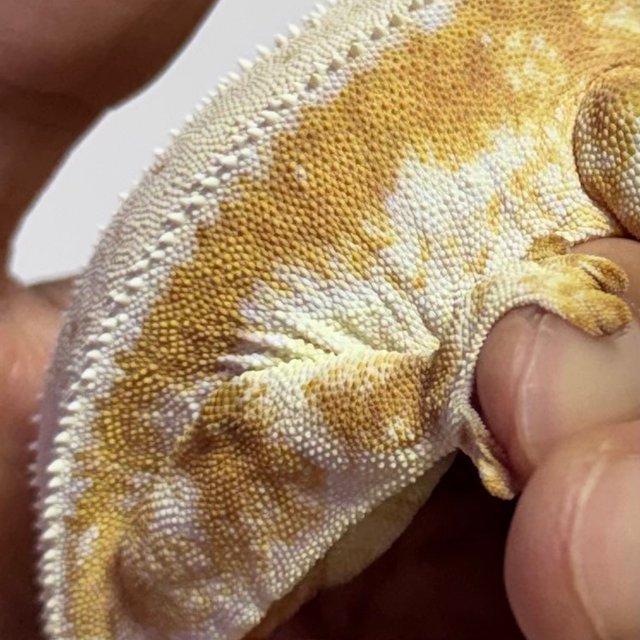 릴리화이트 드리피 텐저린 크림시클 옐로우