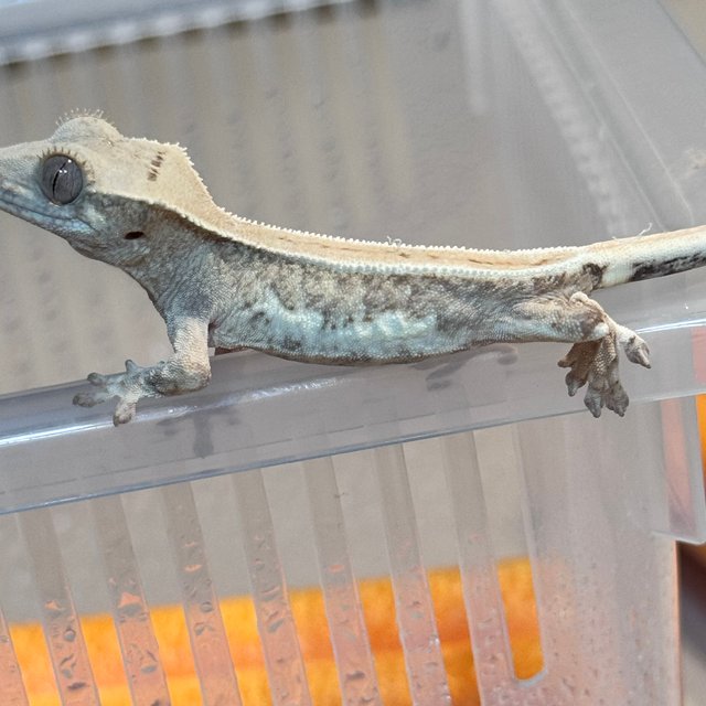 크림시클 릴리화이트