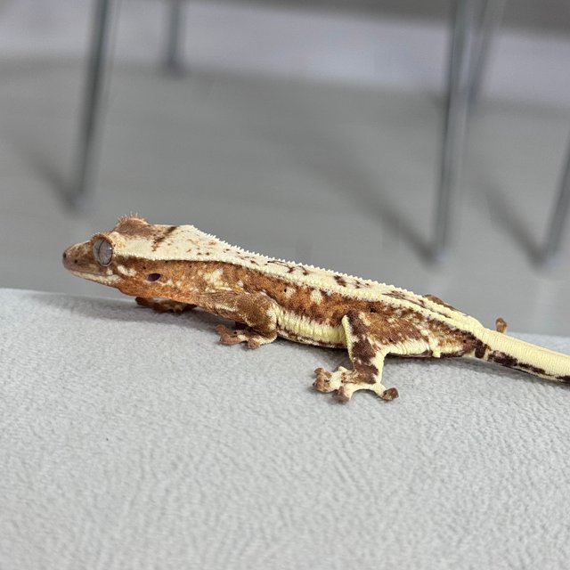 텐저린 릴리화이트