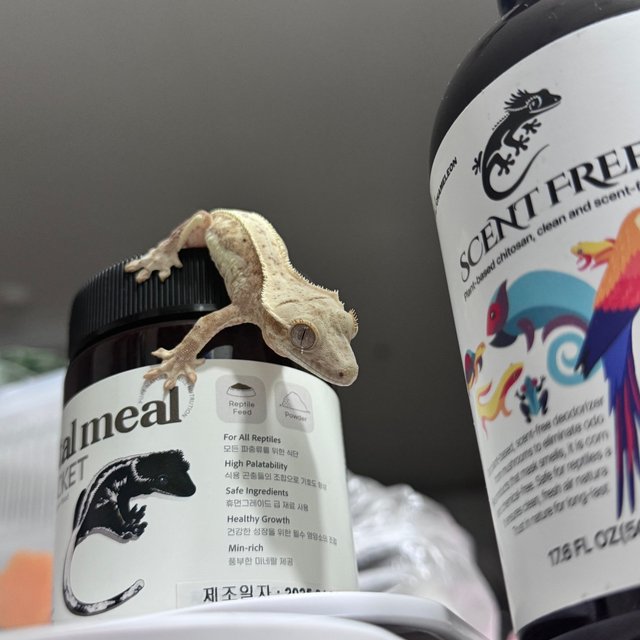 릴리화이트 크림시클