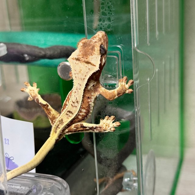 텐저린 릴리화이트 크림시클 화이트스팟