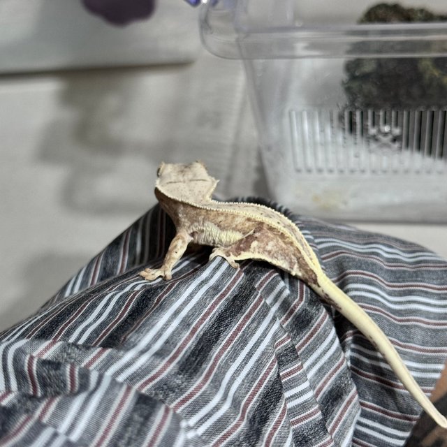 릴리화이트 크림시클