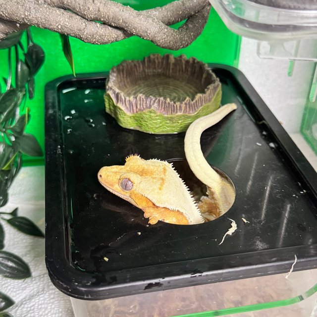 릴리화이트 드리피 텐저린 크림시클 옐로우