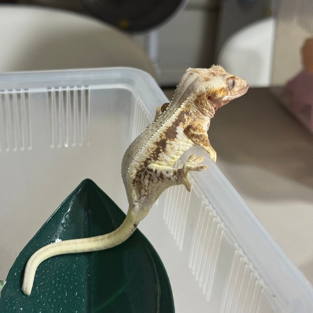 트라이 드리피 릴리화이트 루왁 릴리