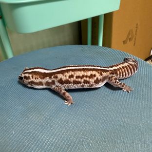 화이트아웃 패턴리스