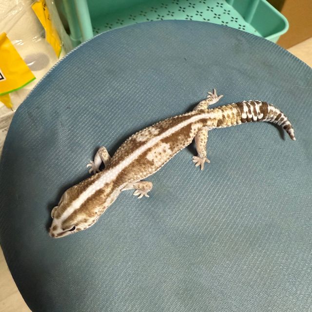 오레오 줄루 헷 고스트