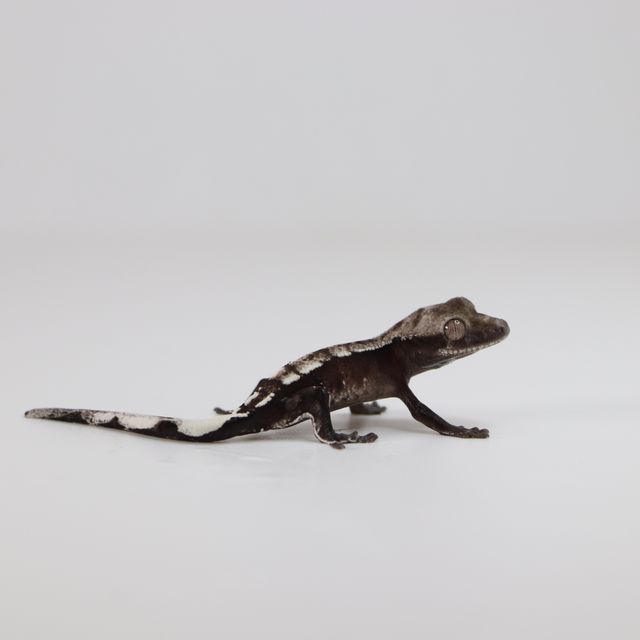 아잔틱