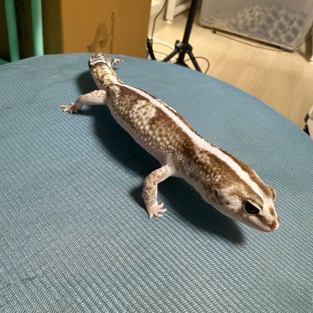 오레오 줄루 헷 고스트