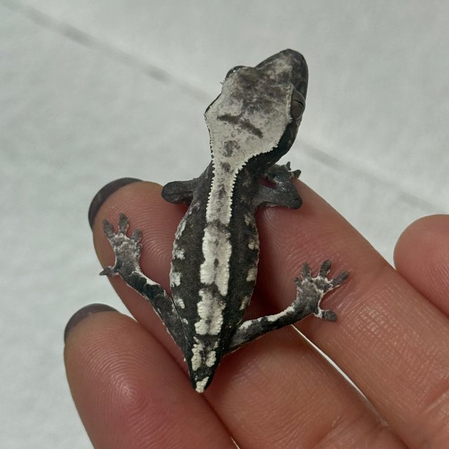 아잔틱 화이트 핀스트라이프 화이트스팟 화이트포트홀