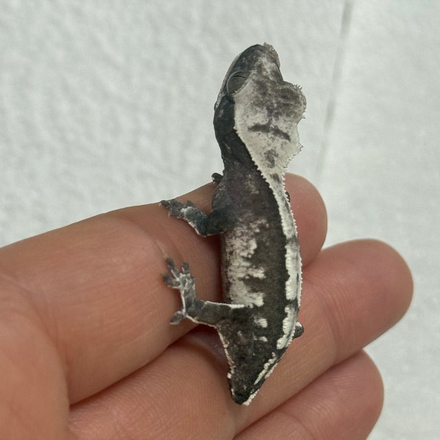 아잔틱 화이트 핀스트라이프 화이트스팟 화이트포트홀