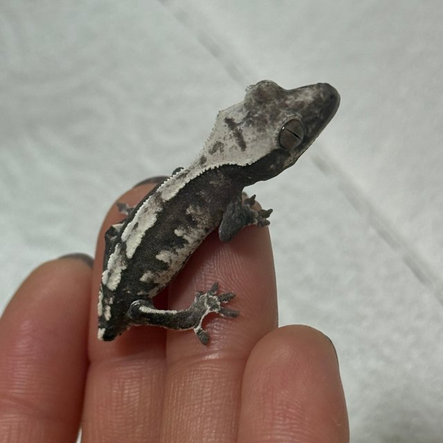 아잔틱 화이트 핀스트라이프 화이트스팟 화이트포트홀