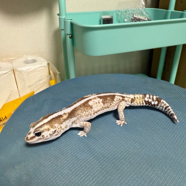 오레오 줄루 헷 고스트