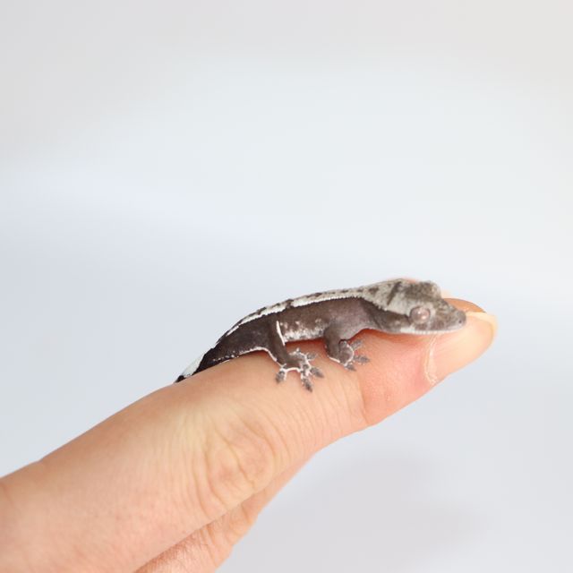 아잔틱