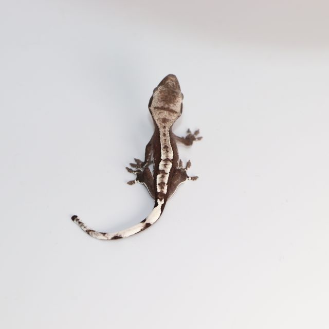 아잔틱