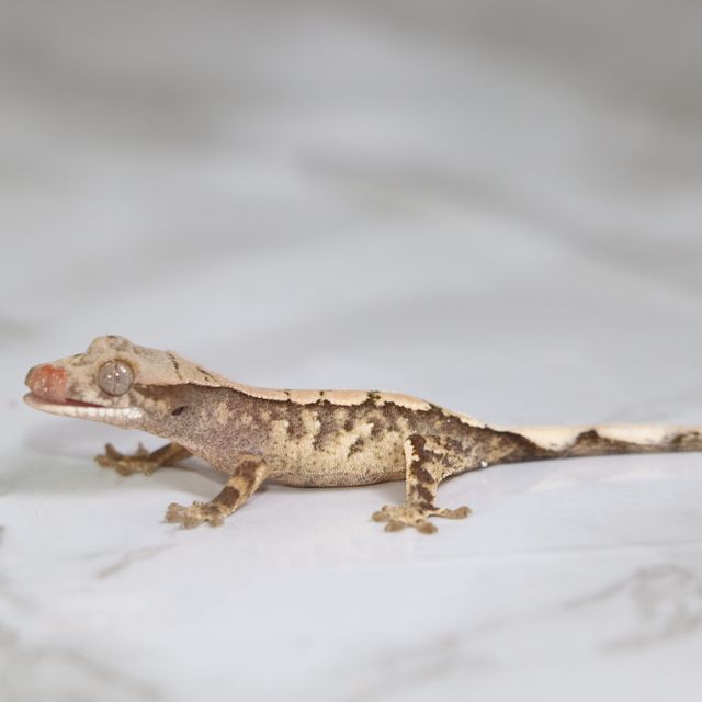 세이블