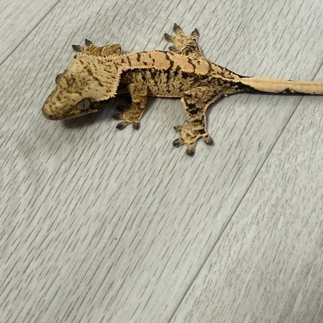 노멀 트라이 할리퀸 익스트림할리퀸 타이거 텐저린