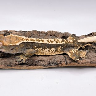 트라이 익스트림할리퀸