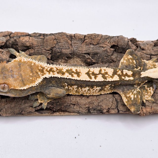 트라이 익스트림할리퀸