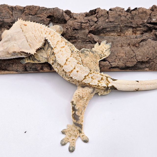 트라이 드리피 화이트