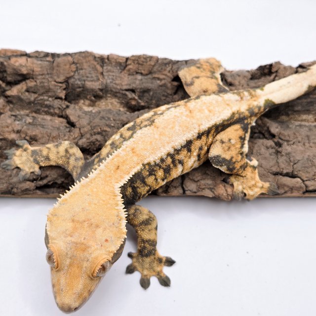 트라이 익스트림할리퀸