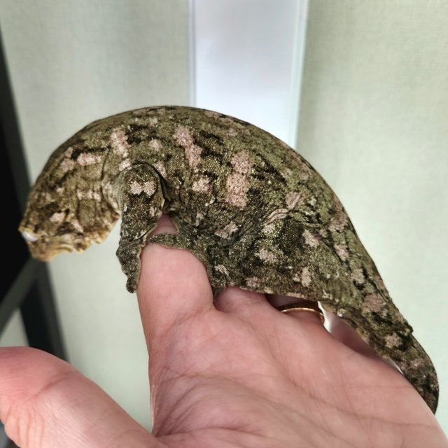 하이 컬러 누아나