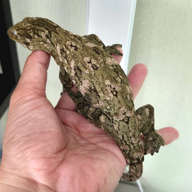 하이 컬러 누아나