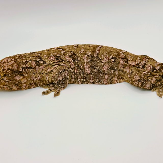 브로쓰 트루 컬러