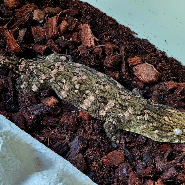 하이 컬러 누아나