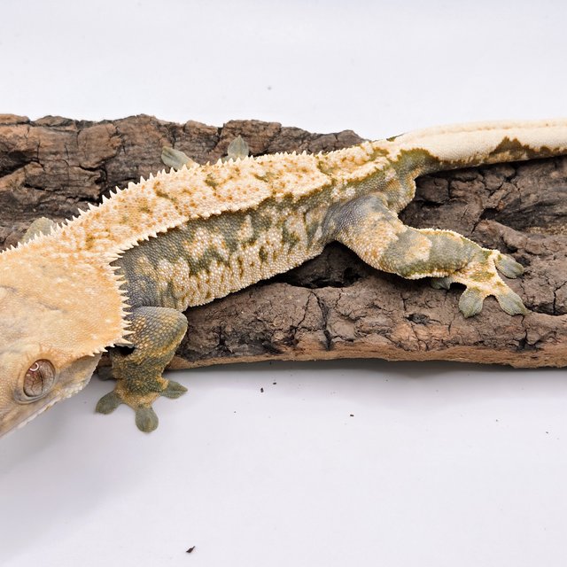 트라이 익스트림할리퀸