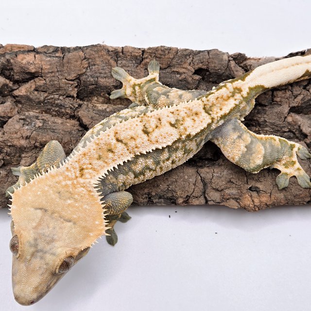 트라이 익스트림할리퀸