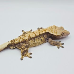 노멀 트라이 익스트림할리퀸 드리피 화이트스팟