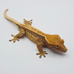 노멀 트라이 익스트림할리퀸 풀핀 텐저린