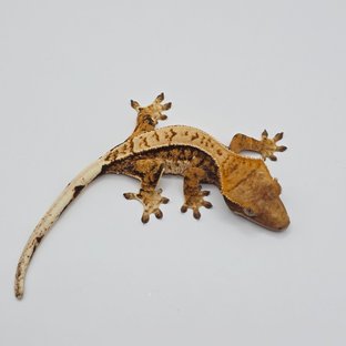 노멀 트라이 핀스트라이프 텐저린