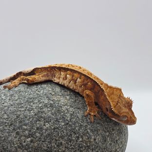 트라이 익스트림할리퀸 핀스트라이프 화이트핀 텐저린