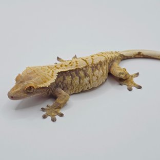 노멀 트라이 드리피 화이트스팟 익스트림할리퀸