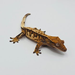 노멀 트라이 익스트림할리퀸 텐저린 다크