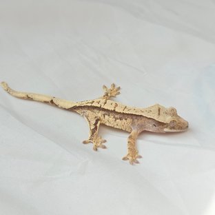 노멀 쿼드 핀스트라이프