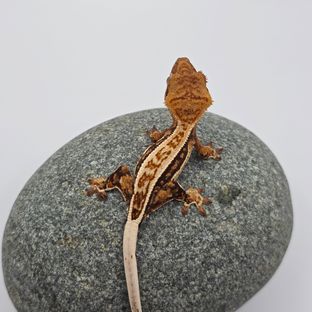 노멀 드리피 쿼드 풀핀