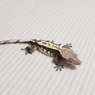 카푸치노 화이트핀