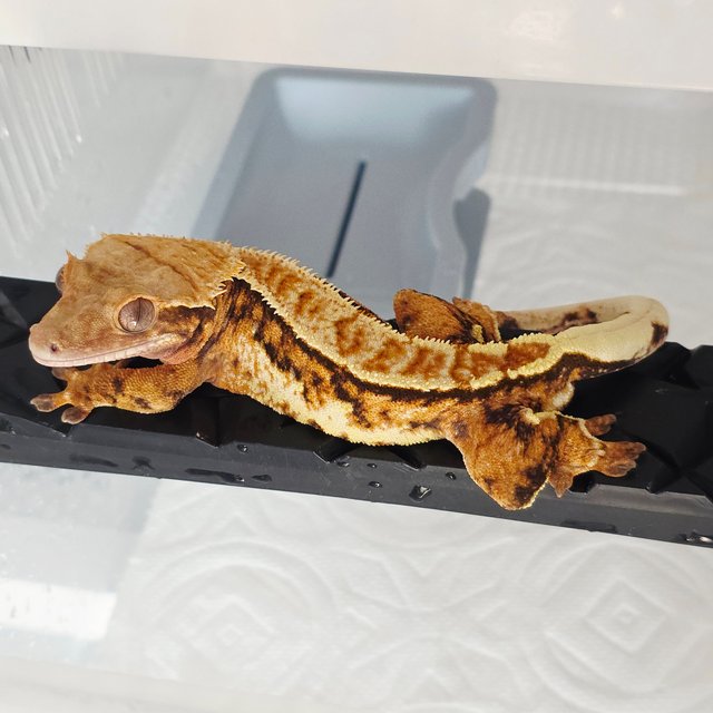 노멀 트라이 익스트림할리퀸 텐저린