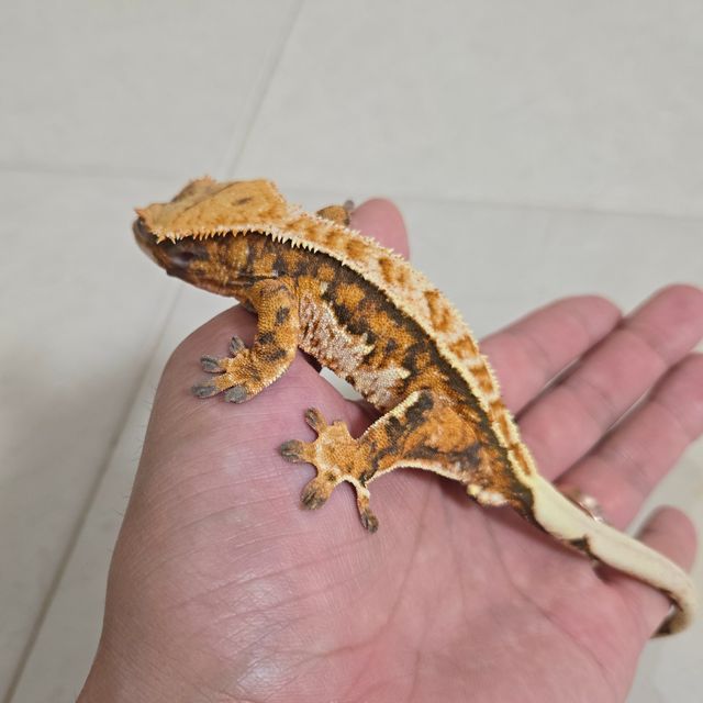 노멀 트라이 익스트림할리퀸 텐저린