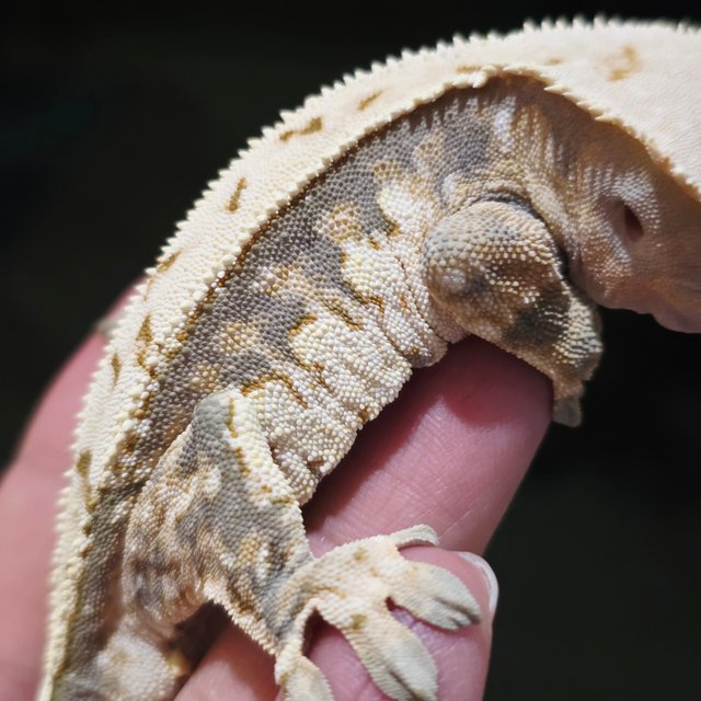 노멀 트라이 화이트핀 쿼드