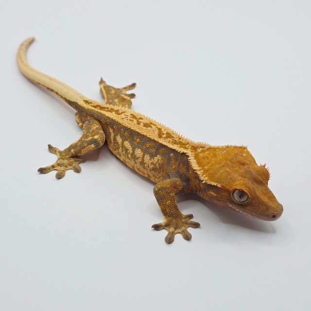 노멀 트라이 익스트림할리퀸 풀핀 텐저린