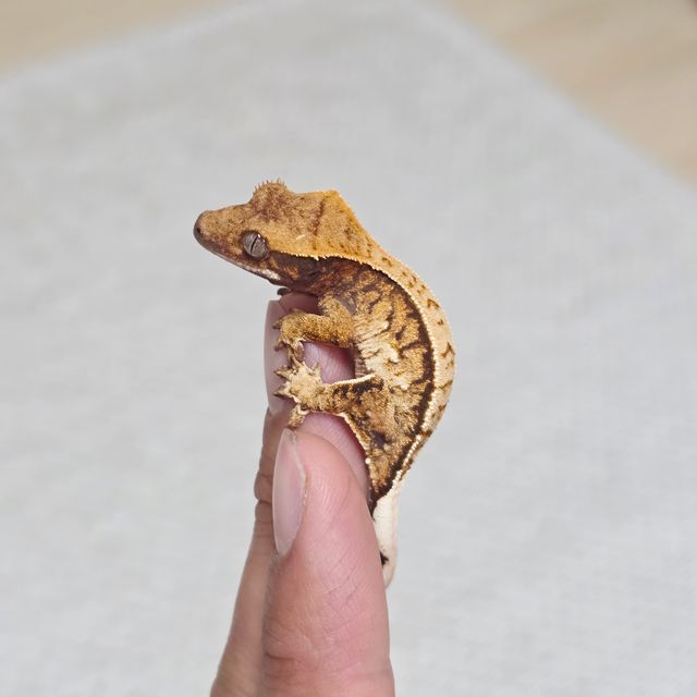 노멀 트라이 익스트림할리퀸 텐저린
