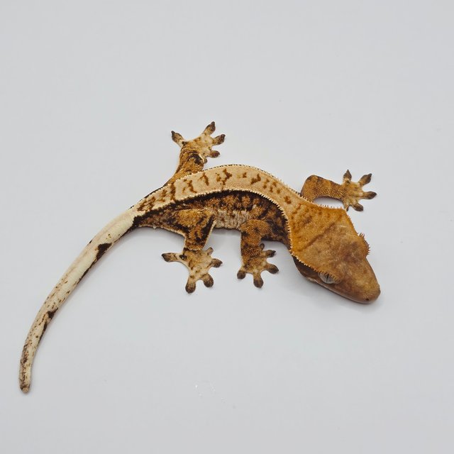 노멀 트라이 핀스트라이프 텐저린