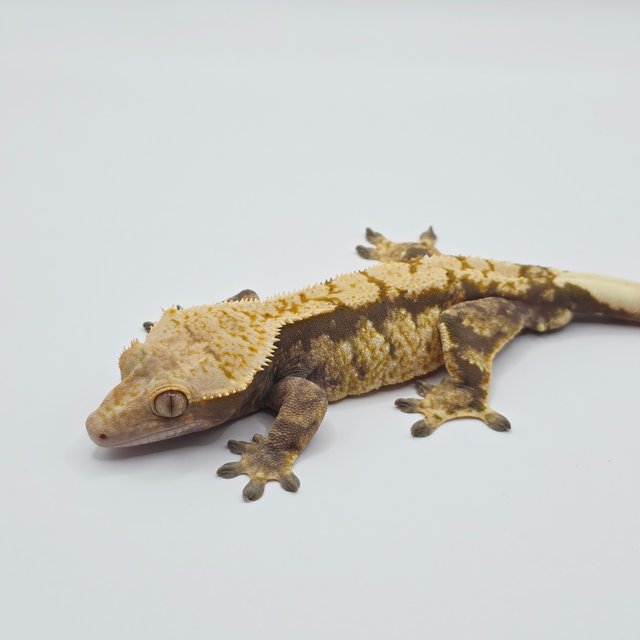 노멀 트라이 익스트림할리퀸 드리피 화이트스팟