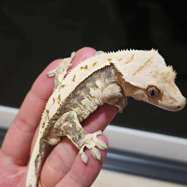 노멀 트라이 화이트핀 쿼드