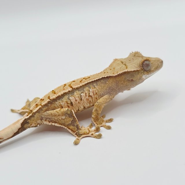 노멀 트라이 화이트스팟 화이트포트홀